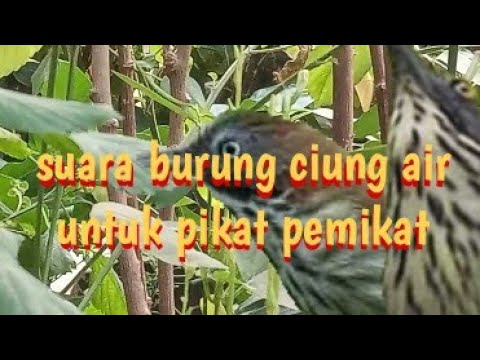 suara pikat burung ciung air