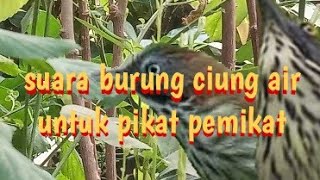 suara pikat burung ciung air