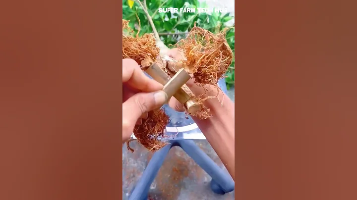 How to Air Layer Bonsai Branches and Create the Four-Root Style #farminglife #farming #harvesting