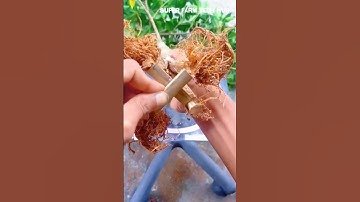 How to Air Layer Bonsai Branches and Create the Four-Root Style #farminglife #farming #harvesting