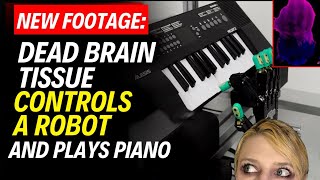 New Footage: Dead Brain Tissue Controls a Robot And Plays Piano. This Raises Questions