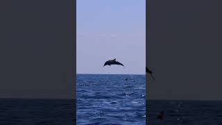 Así vuela un delfín!!!!!