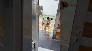 Street Dog Breakfast Time - So Cute While Eating 😍 #StreetDog #Dog #DogCare #Shorts