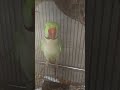 King Magical Amazing Beautiful Parrot Shortvideos Birds Lifeisbutadream King Magical Amazing Beautiful Parrot Shortvideos Birds Lifeisbutadream