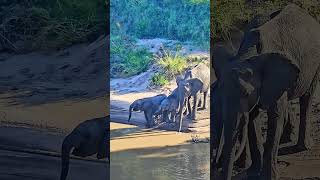🐘🐘 Elephants Drinking In Front Of Camp 🐘🐘 #Wildlife #Safari