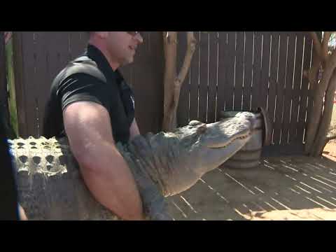 Game wardens discover 7-foot ‘pet’ alligator living in woman’s backyard