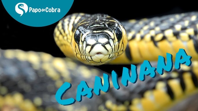 Serpente se arrasta por parede imitando 'jogo da cobrinha' (VÍDEO