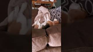 Sleeping Puppy Treat Prank Fail