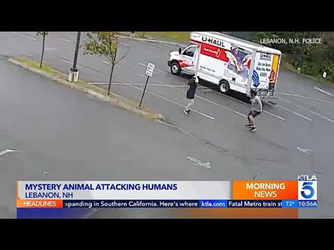 Aggressive mystery animal attacks at least 3 people in New Hampshire
