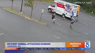 Aggressive mystery animal attacks at least 3 people in New Hampshire