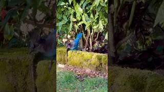 Steller’s jay feeding time on a gorgeous morning — #washingtonstate #nature #birds #pnw #wildlife