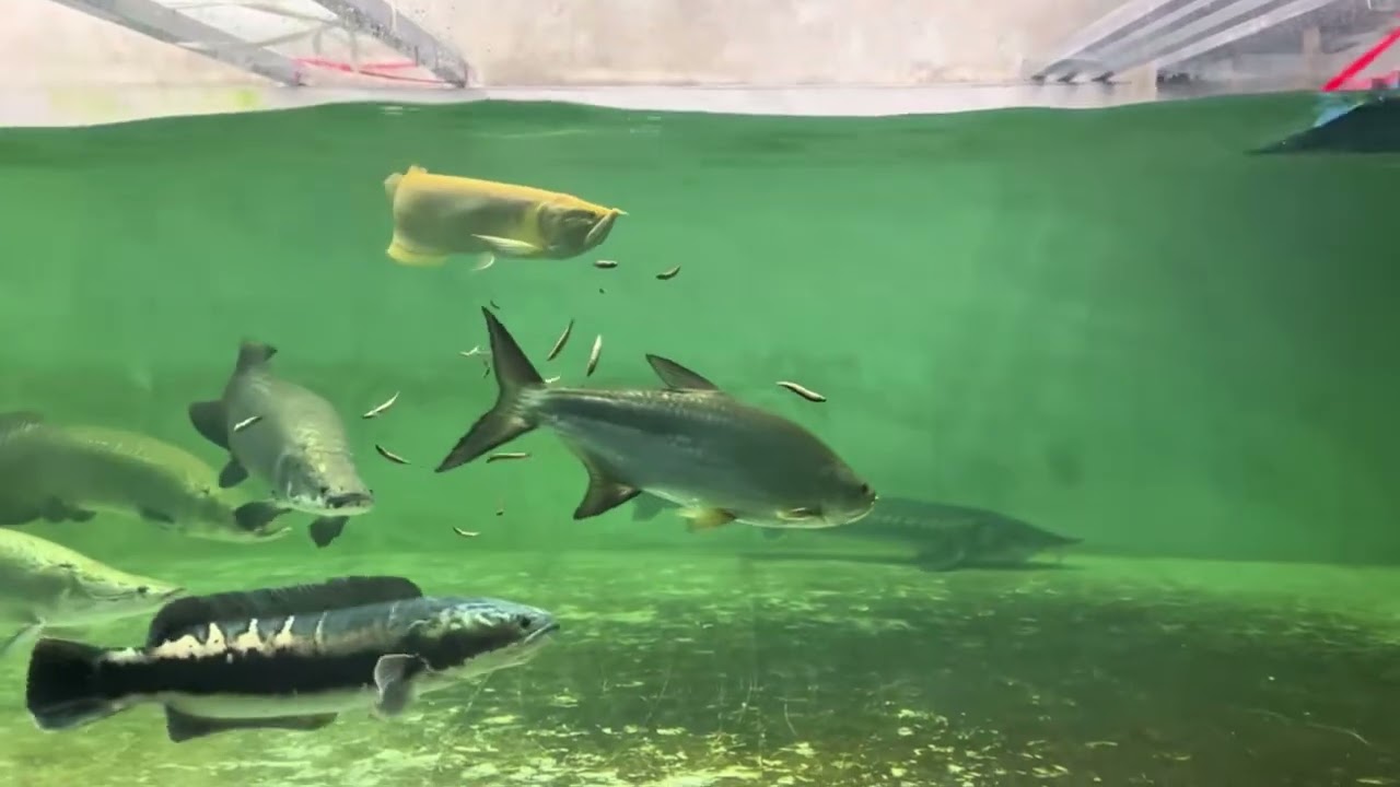 Giant Arowana Fish Tank , Snakehead Fish, Stingrays 