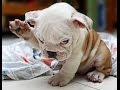 Funny Puppies And Cute BullDog Puppy Videos Compilation 2016  [BEST OF]