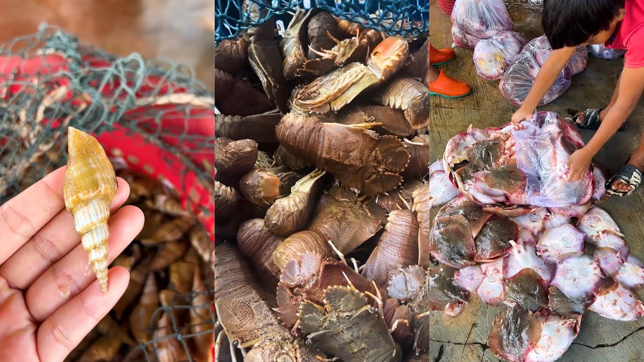 Fresh snails, lobsters and trout just caught YouTube