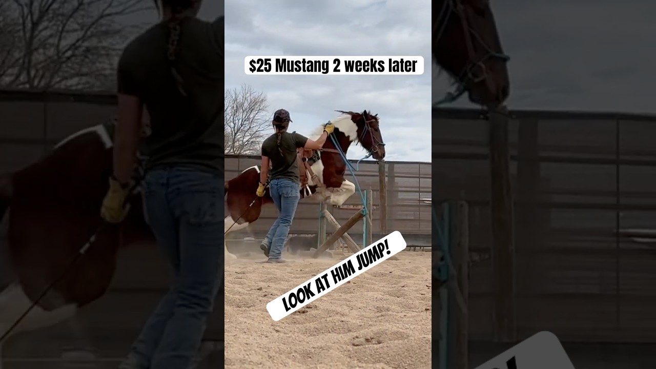 This $25 BLM Mustang is doing great in his training two weeks after purchase from the BLM. 
