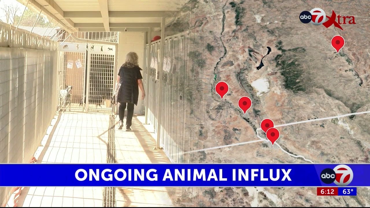 Borderland animal shelters stress responsible pet ownership as influx continues
