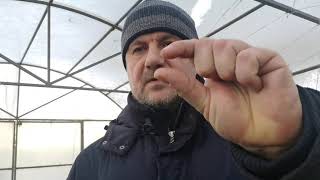 видео: Без этого стимулятора роста семена не взойдут совсем! Как сеять семена перцев и помидоров правильно! картинка: Без этого стимулятора роста семена не взойдут совсем! Как сеять семена перцев и помидоров правильно!