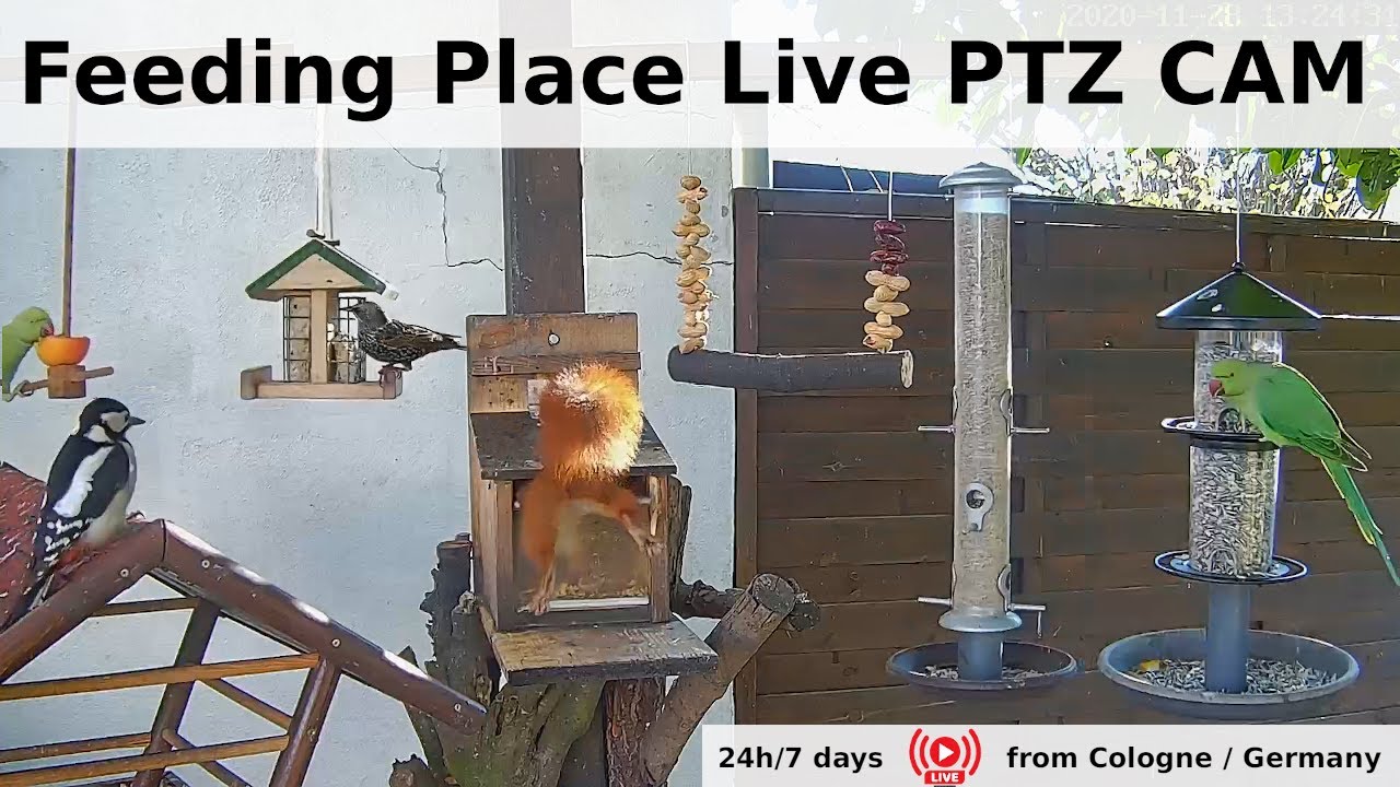 LIVE - Futterplatz für Vögel und Co. (steuerbare PTZ Kamera) - YouTube