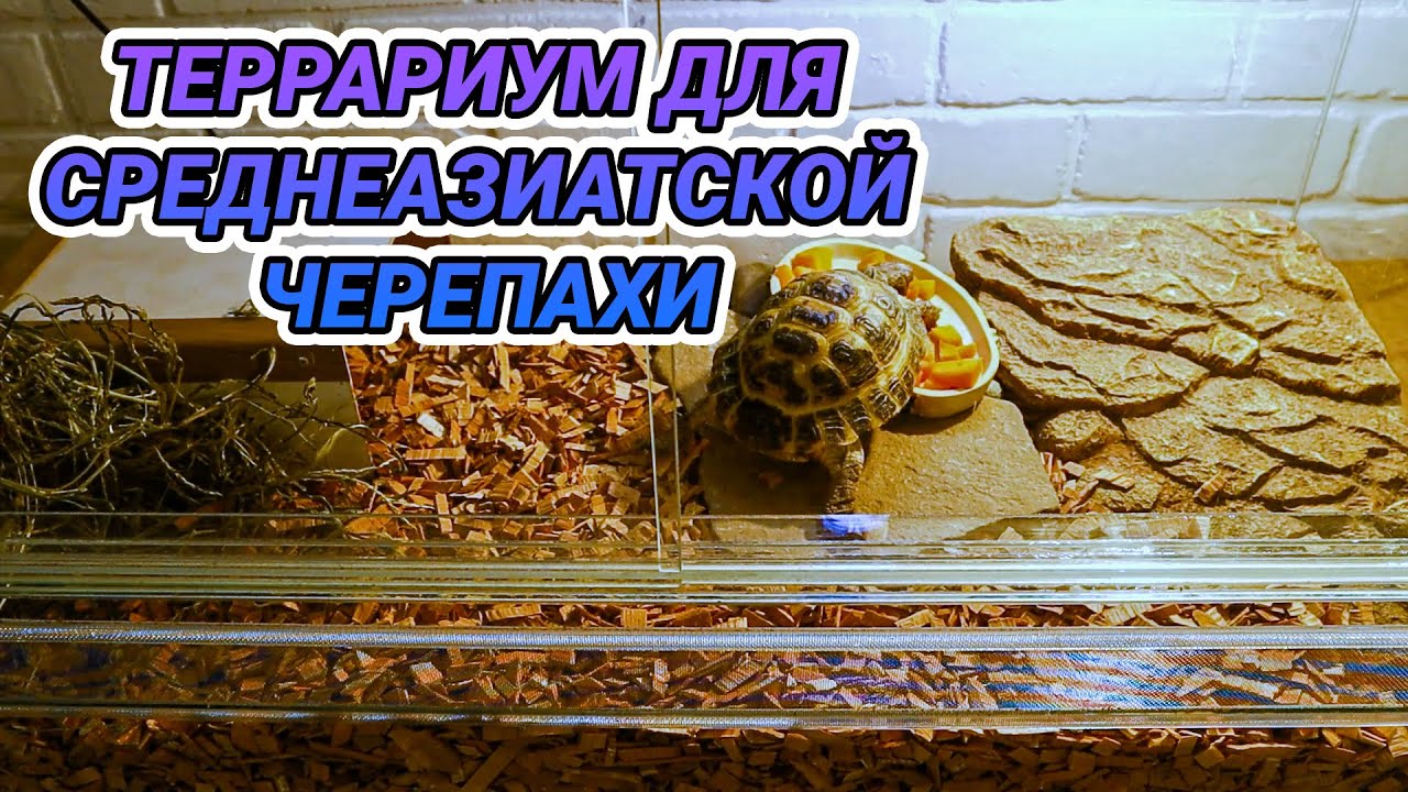 Террариум или контейнер для среднеазиатской черепахи. Как обустроить террариум для черепахи