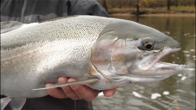 Muskegon River Steelhead Fishing / Steelhead Fishing Michigan