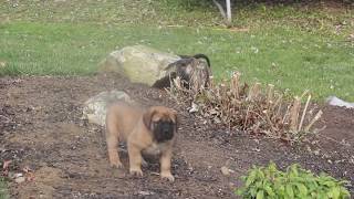 English Mastiff Puppies For Sale