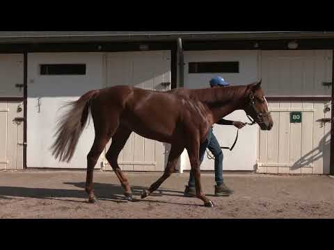 2024 Breeze Up - Lot 142 c. N (LOPE DE VEGA x MISSION IMPASSIBLE)