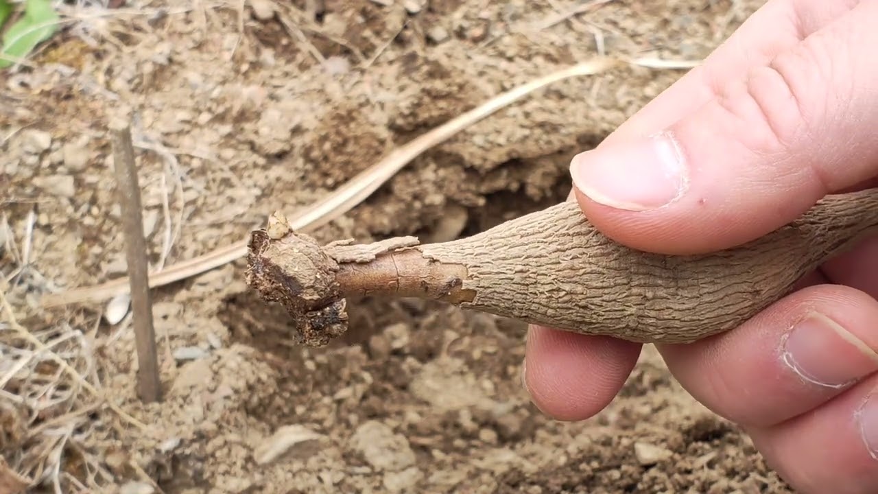 ダリア　球根　[3]ふくふく農園ダリア