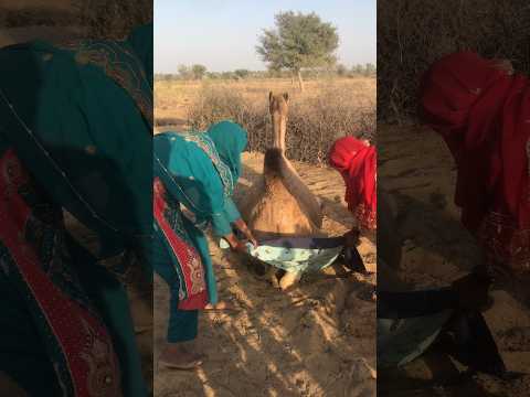 ح م اي ة ٱل ج م ل م ن ل ف ح ٱلش م س ف ت اة ت د ه ن ج ل د ٱل ج م ل ب ط ب ق ة م ن ٱل خ اك