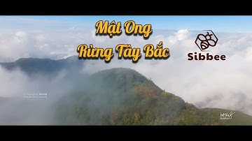 MẬT ONG RỪNG TÂY BẮC SIBBEE
