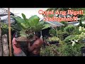 The BIGGEST AND HEAVIEST Plant ever brought to our jungle at home | Susmaryosep! Di kinaya?!