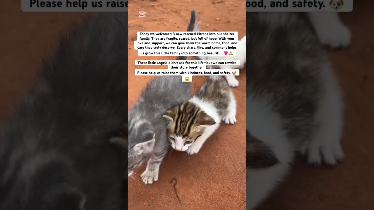 Meet our newest rescue babies — just arrived today! 🐱 Can you help us give them the love and life