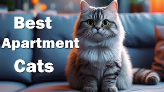 Best Cats for Apartment Living | Low Maintenance Cat Breeds for Small Homes