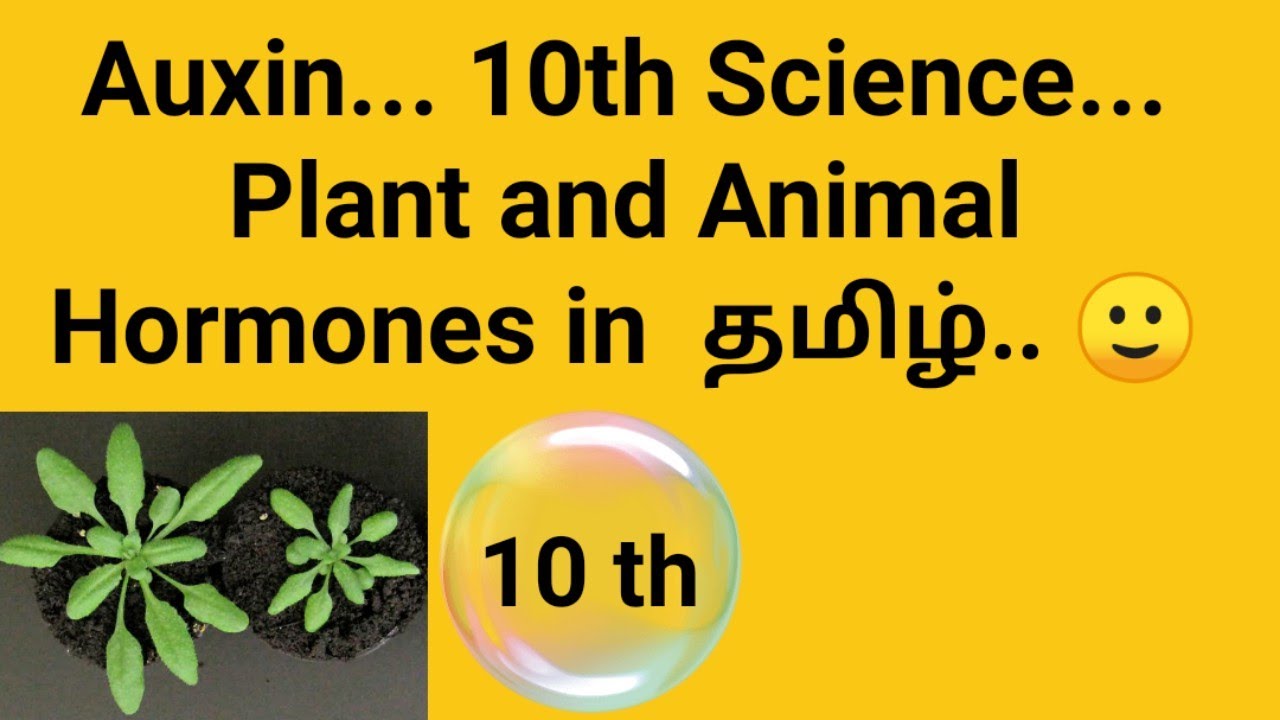 Auxin... 10th Science... Plant and Animal Hormones in Tamil... 🙂 - YouTube