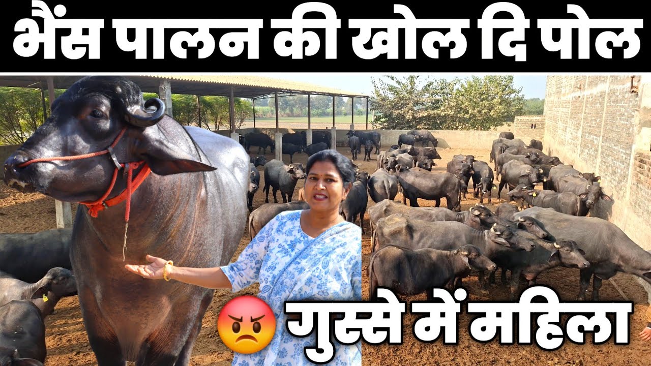 भैंस पालन की असली सच्चाई || Buffalo farming in India 