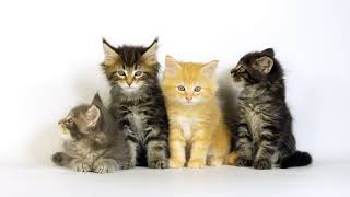 Tabby Cats Colors and Markings We Adore