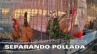 Acomodando del gallinero.  Gallos miniatura exóticos Criadero Orión