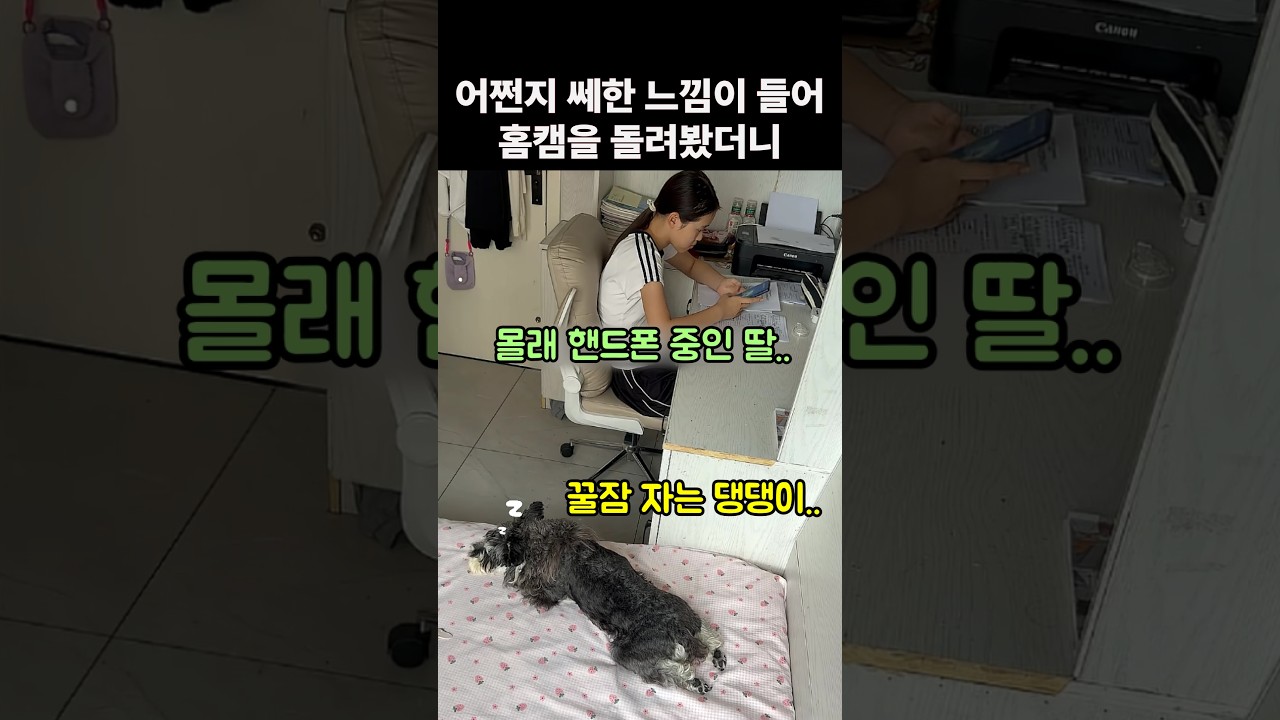 쎄한 느낌에 홈캠을 돌려봤더니.. 댕댕이를 믿으면 안되는 이유