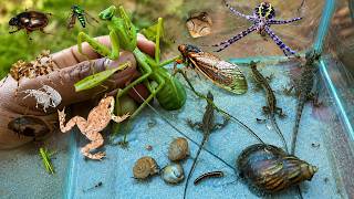 I Found Giant Bugs, Lizards, Frogs and Snails in the Forest with real natural sound near riverside