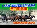 1 ҮЙҮР жылкы САТЫЛАТ // БААРЫ СЕМИЗ экен!