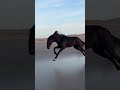 horse running on the beach #4kdocumentary