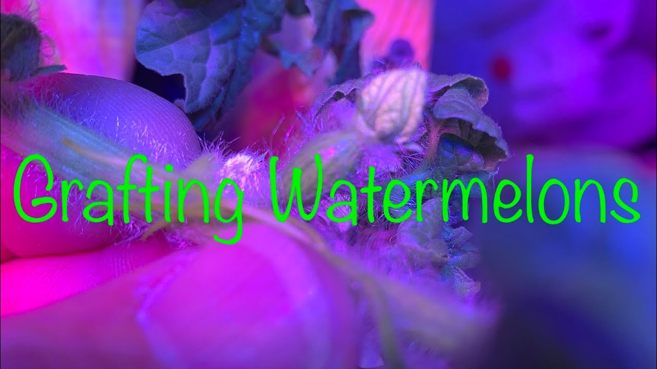 How to Graft Watermelons step by step with World Record Holder Chris Kent