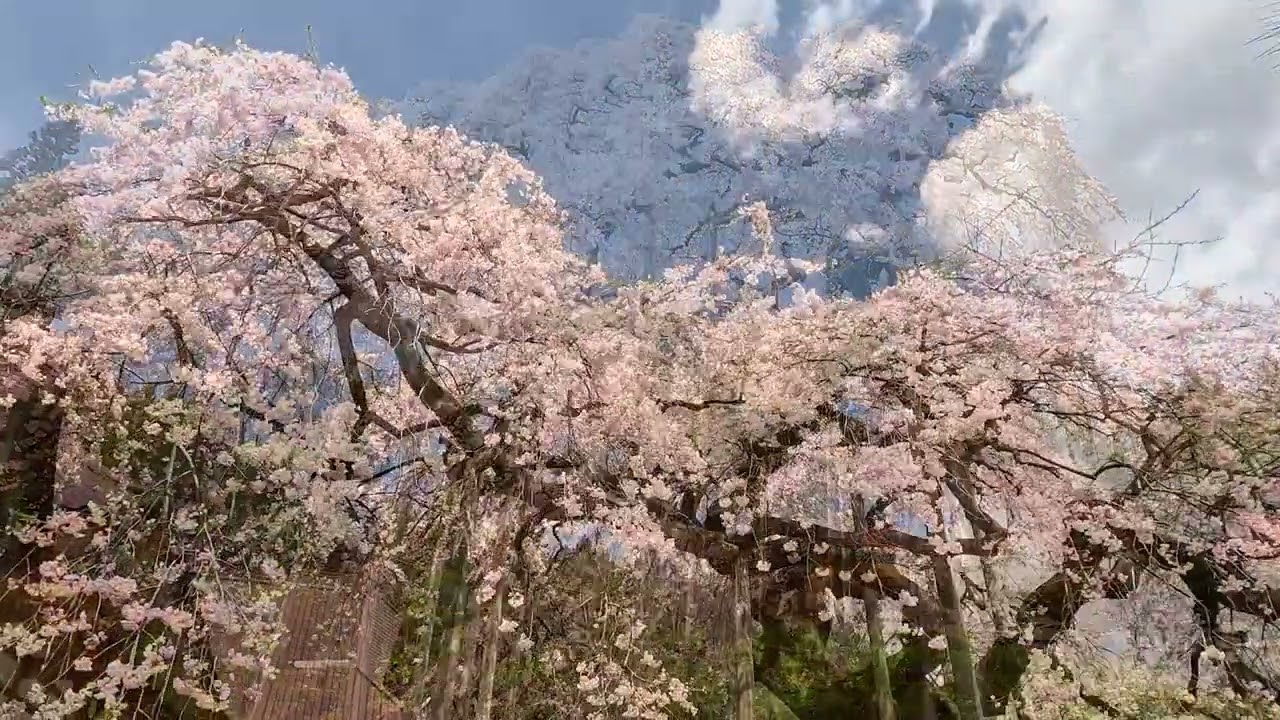 慈徳寺の種まき桜 [ 自然さんぽ Take a walk in nature ]（株式会社