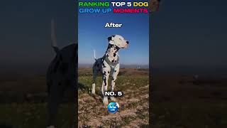 RANKING DOG GRIW UP MOMENTS PART 7