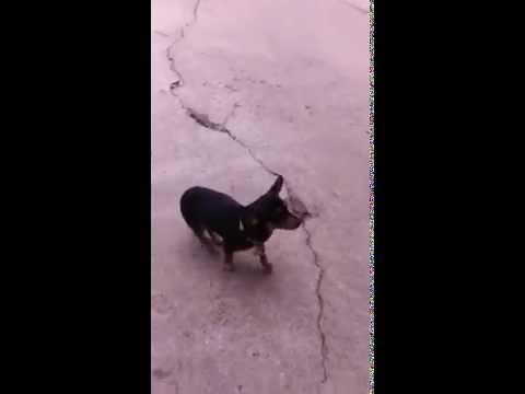 puppy paradise Furkids/Small Dog Rescue - Shamrock