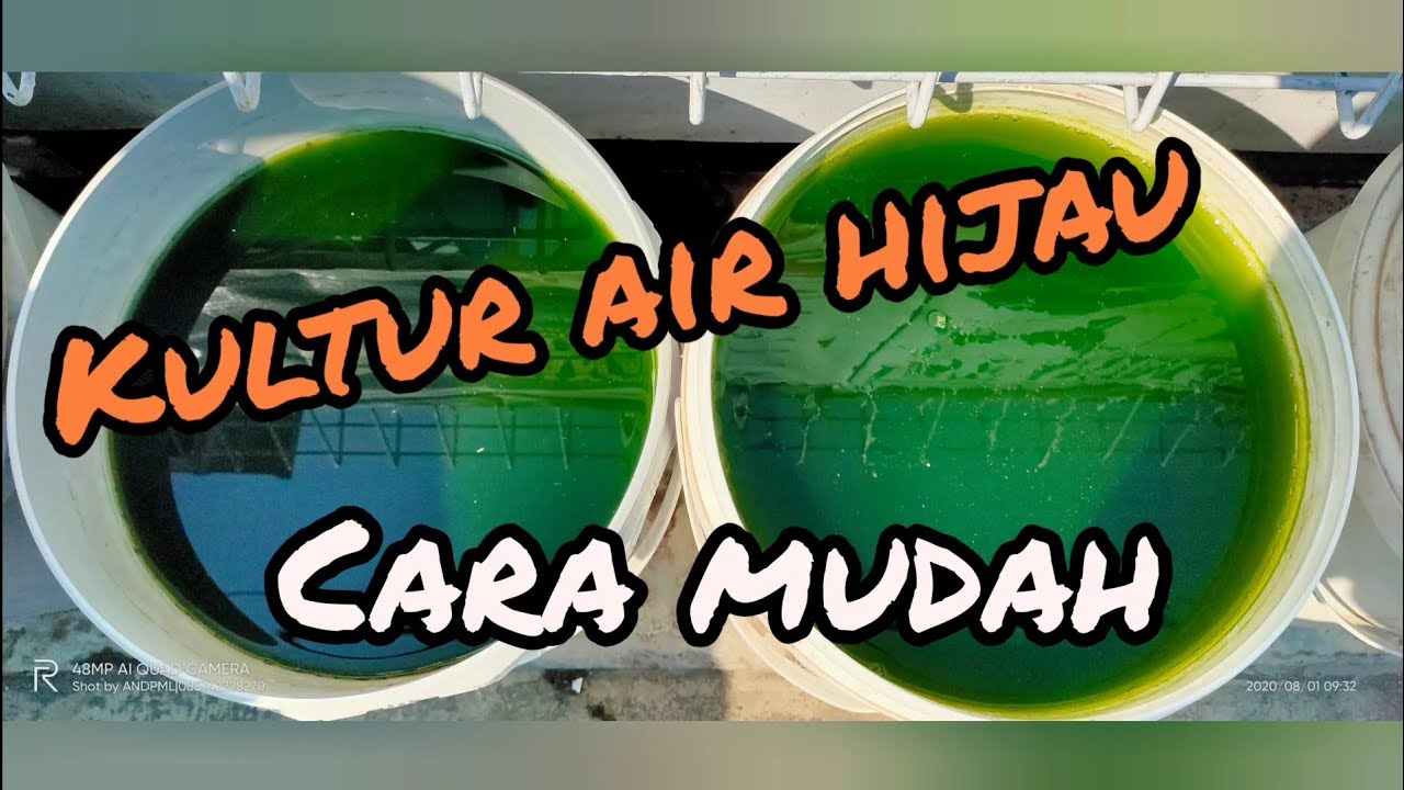Mau bikin air hijau (Media kutir) pake cara simpel? bisa koo...