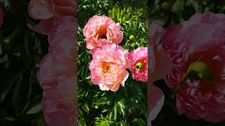 Пион Пинк Гавайан Корал 1 июня 2024 #flowers #пионы #garden