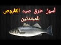 أفضل و أبسط طريقة صيد سمك القاروص للمبتدئين 
