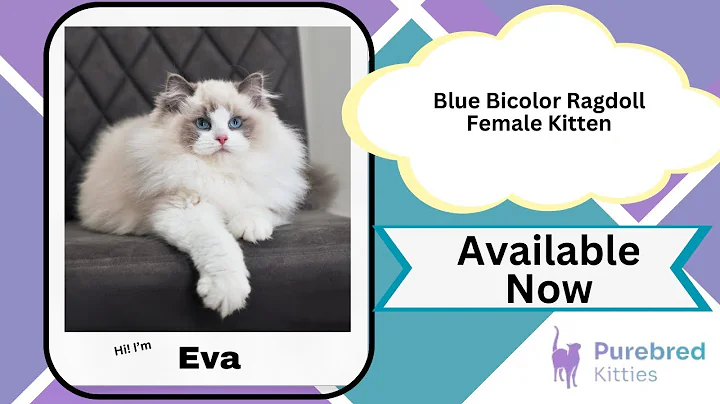 Watch the video about Eva Blue Bicolor Ragdoll Female Kitten Available Now | Purebred Kitties