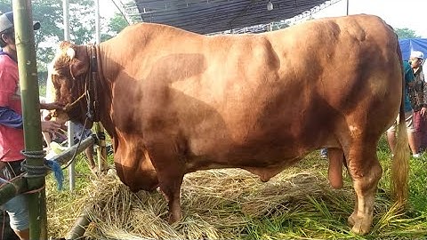 Kontes Sapi Ekstrim Jember 2022 || Arjuno Situbondo