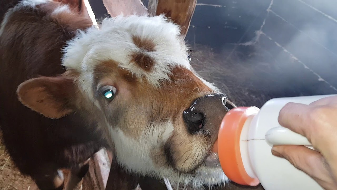 Замер теленка 5 месяцев Узнаем вес теленка